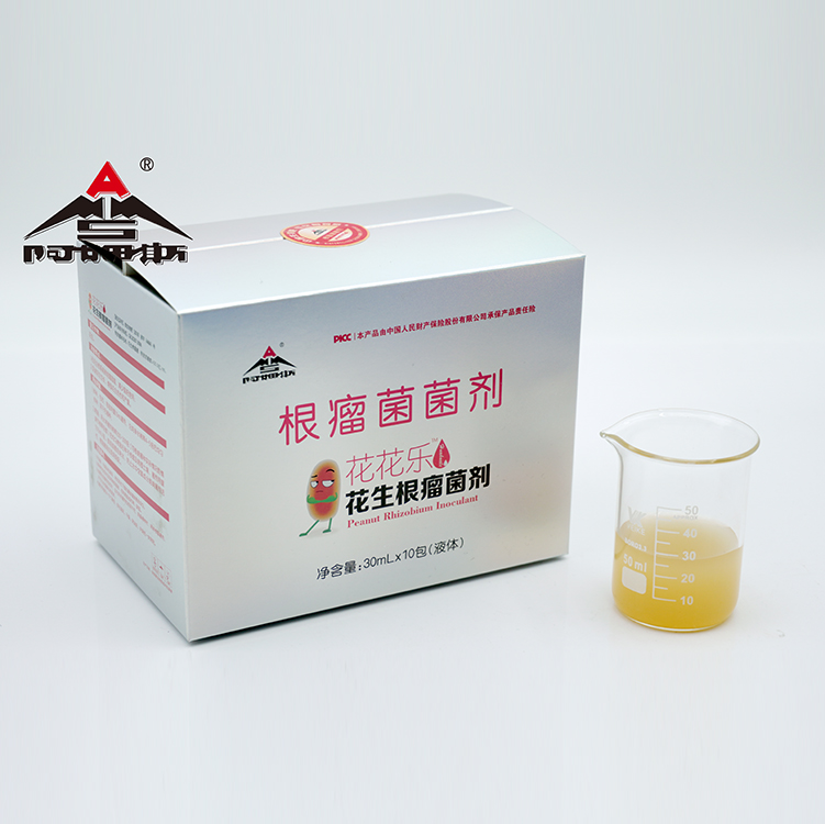 peanut rhizobium